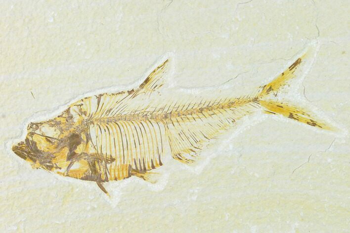 Fossil Fish (Diplomystus) - Green River Formation #148534